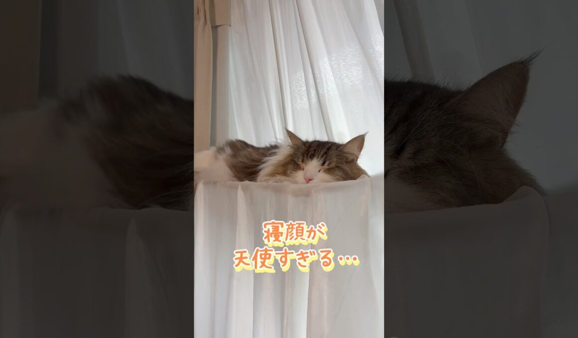 愛猫が寝てる姿が1番かわいい #ネコ #cat  #ねこ  #shorts #アメショ #ノルウェージャンフォレストキャット