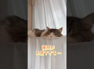 愛猫が寝てる姿が1番かわいい #ネコ #cat  #ねこ  #shorts #アメショ #ノルウェージャンフォレストキャット