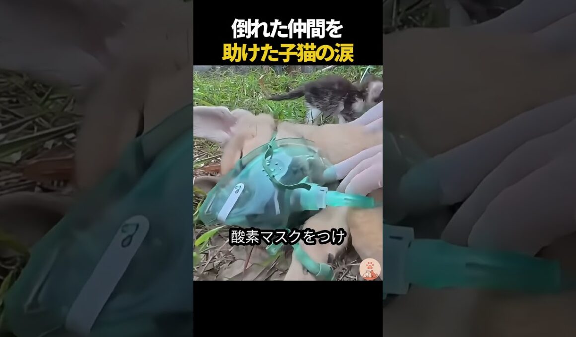 倒れた仲間を助けた子猫の涙