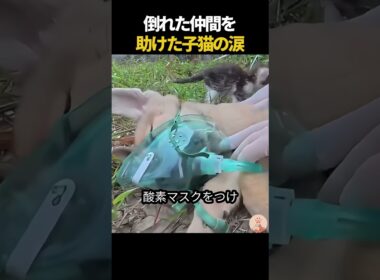 倒れた仲間を助けた子猫の涙