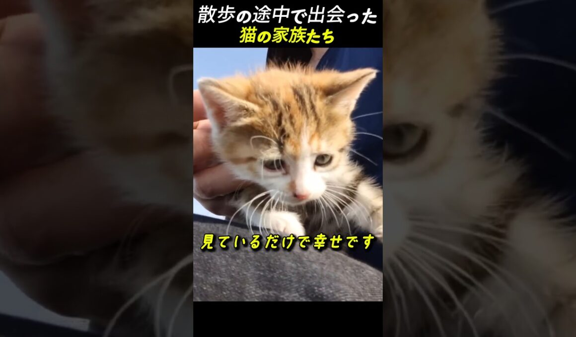 散歩の途中で出会った 猫の家族たち
