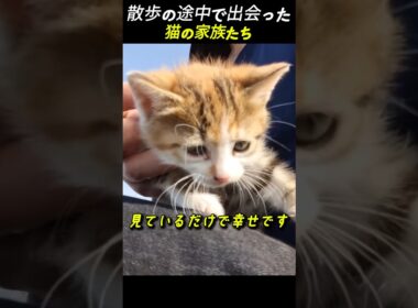 散歩の途中で出会った 猫の家族たち
