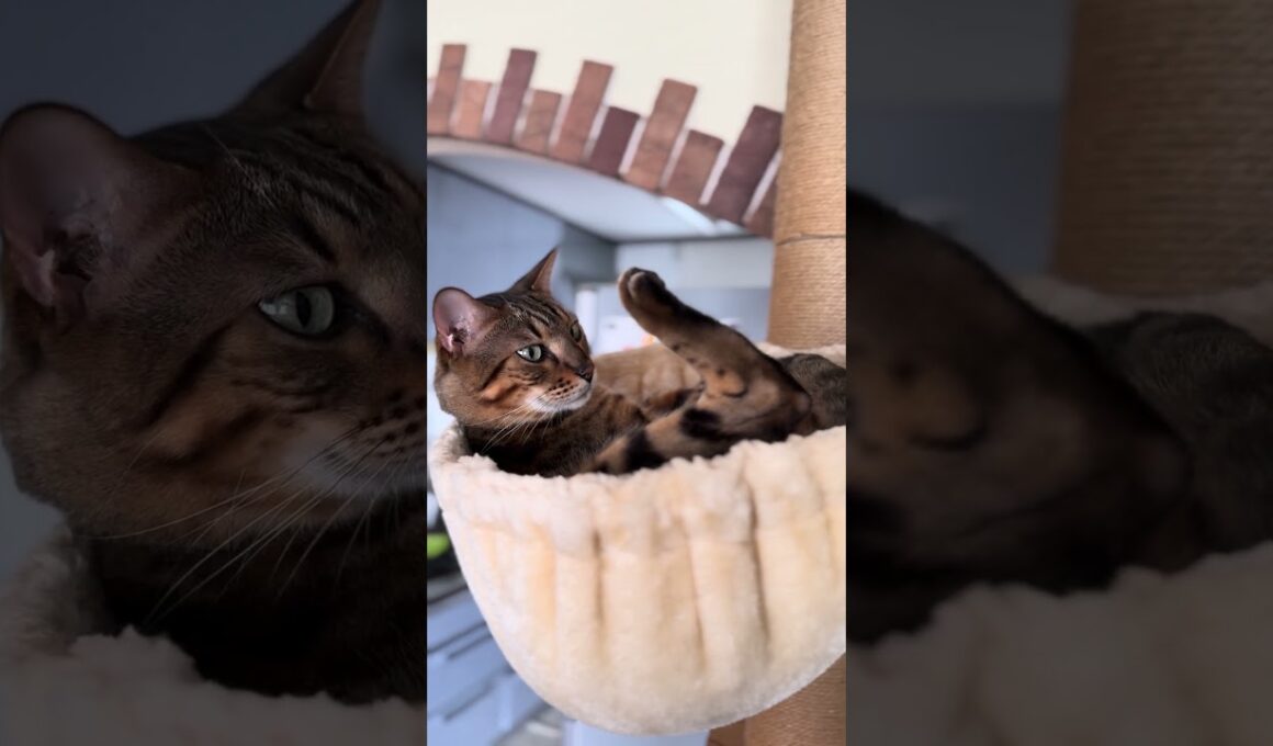 【ベンガルのメレブ】そのタイセイつらくない⁉️ 4K #ベンガル #cat #ネコ #ねこ #बिल्ली #kucing