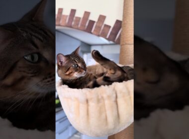 【ベンガルのメレブ】そのタイセイつらくない⁉️ 4K #ベンガル #cat #ネコ #ねこ #बिल्ली #kucing