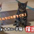 またまた古民家できょうだい子猫を保護しました！