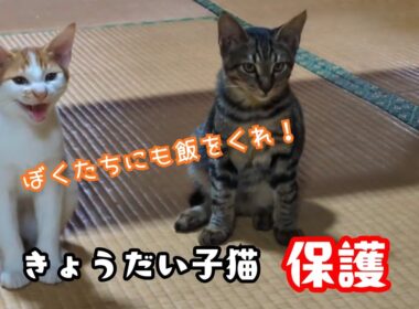 またまた古民家できょうだい子猫を保護しました！