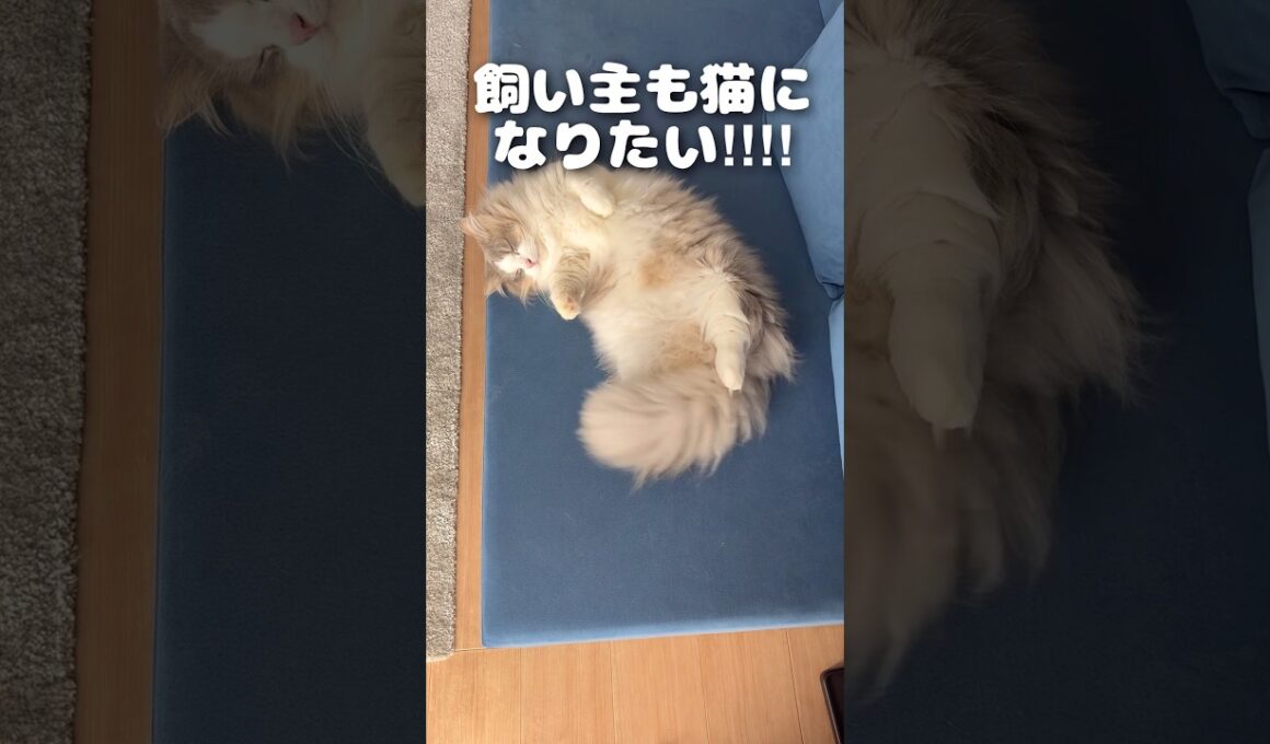 猫になりたい #月曜日の憂鬱 #猫になりたい #マンチカン