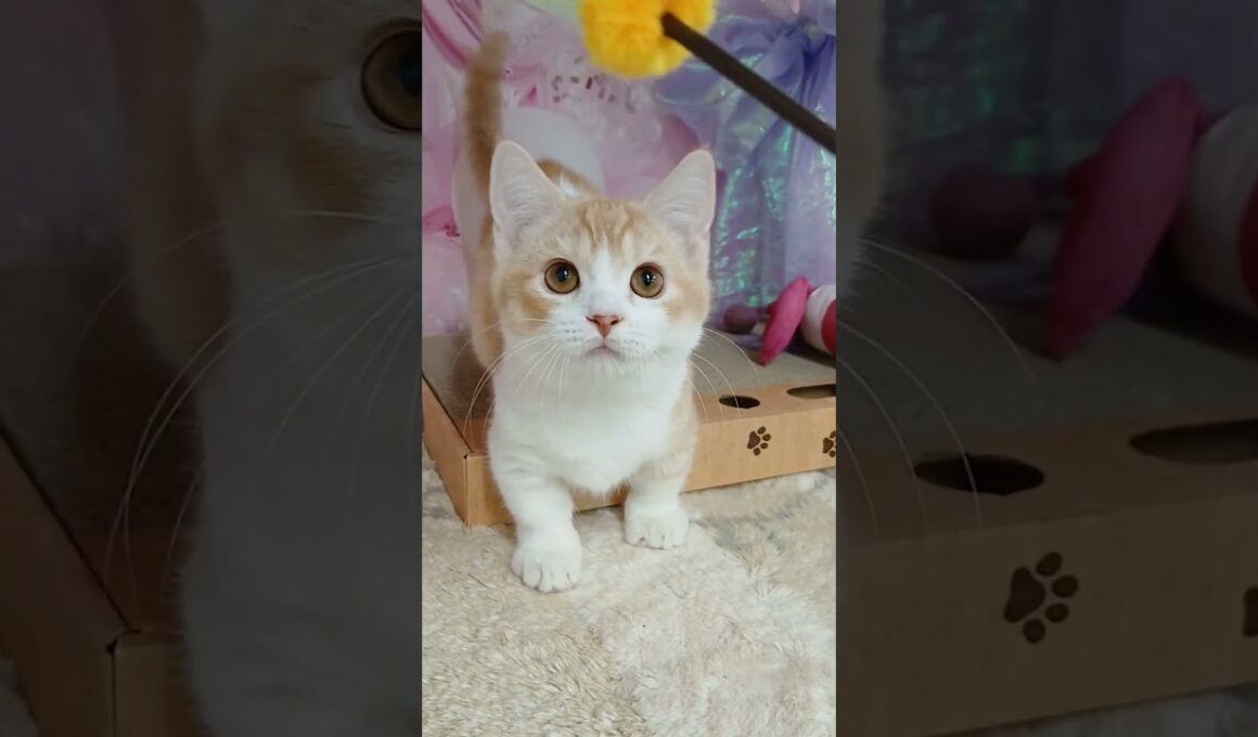 【ご家族様募集中】短足マンチカン男の子♡ #cat  #かわいい子猫 #kitten #子猫 #cute #子猫ブリーダー #長足マンチカン #短足ミヌエット #子ネコ