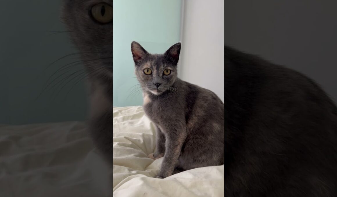 Beautiful Nicola Is Still Waiting For Her Forever Home With Frost  (Adopted)