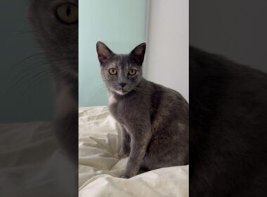 Beautiful Nicola Is Still Waiting For Her Forever Home With Frost  (Adopted)