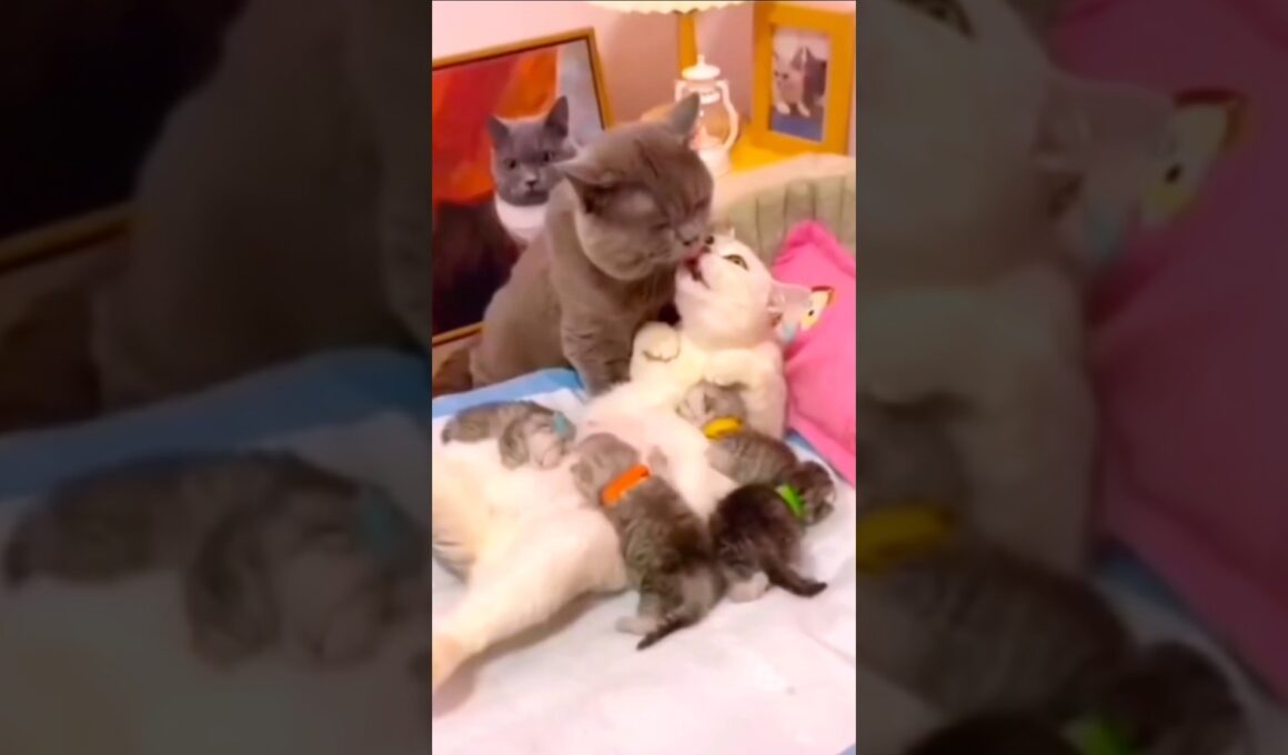 Can Cats Really Love Each Other Like This?