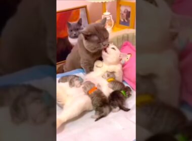 Can Cats Really Love Each Other Like This?