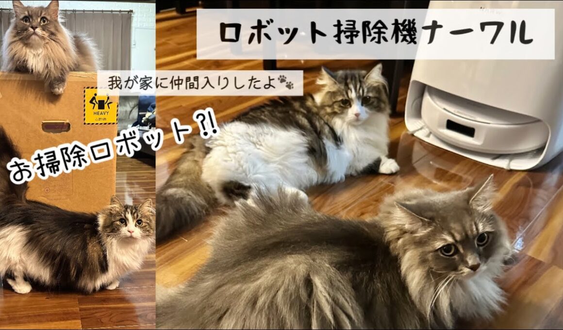 ＊お掃除ロボットNARWAL(ナーワル)がやってきた＊withラムくる