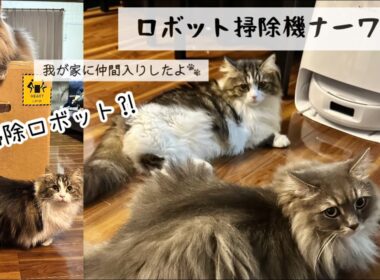 ＊お掃除ロボットNARWAL(ナーワル)がやってきた＊withラムくる