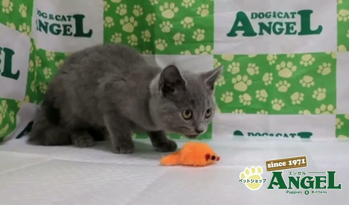 シャルトリュー 2510091 【ペットショップエンゼル　子犬・子猫販売】