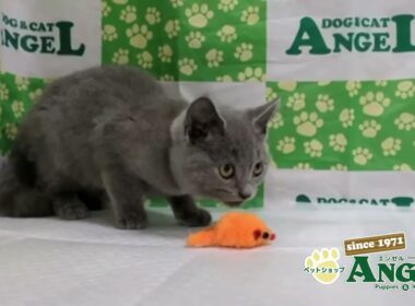 シャルトリュー 2510091 【ペットショップエンゼル　子犬・子猫販売】