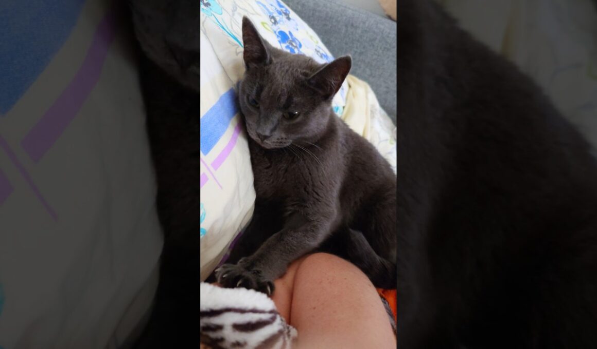 🤗 Morning massage 🐱 Утренний массаж 😍 Aamuhieronta