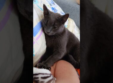 🤗 Morning massage 🐱 Утренний массаж 😍 Aamuhieronta