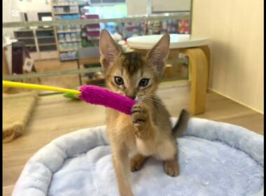 【2025.7.9】スタイル抜群のモデル猫！甘えん坊さんな性格がたまらないアビシニアンちゃん！