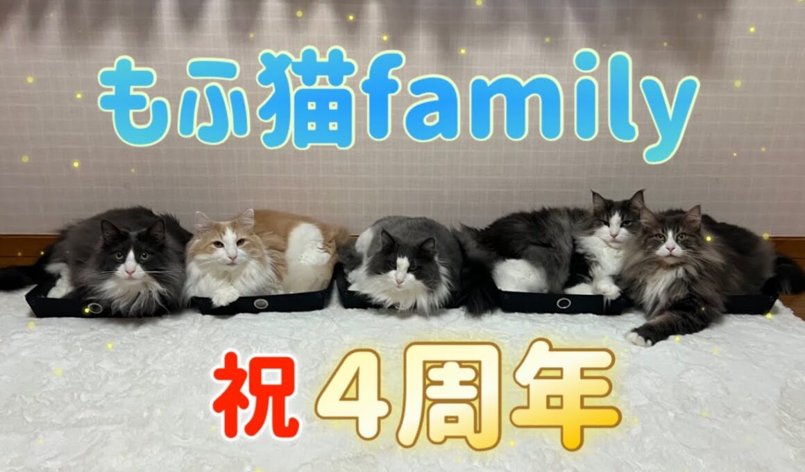 【４周年💖】いつも応援ありがとうございます❤️人気動画を振り返ってみたよ！！！ノルウェージャンフォレストキャットとターキッシュアンゴラ