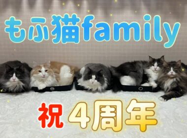 【４周年💖】いつも応援ありがとうございます❤️人気動画を振り返ってみたよ！！！ノルウェージャンフォレストキャットとターキッシュアンゴラ