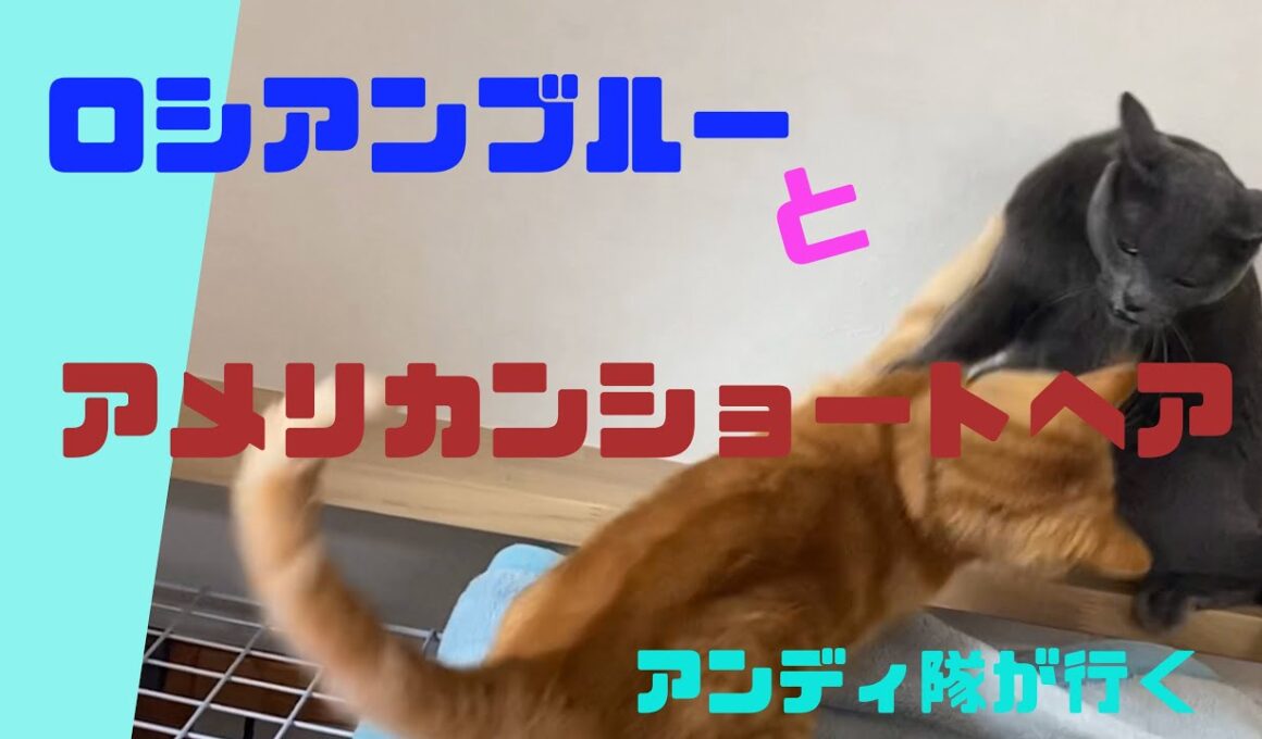 【ネコ】ロシアンブルーとアメリカンショートヘアの日常