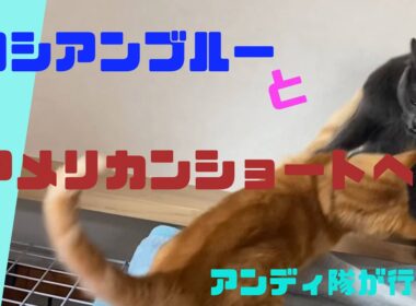 【ネコ】ロシアンブルーとアメリカンショートヘアの日常