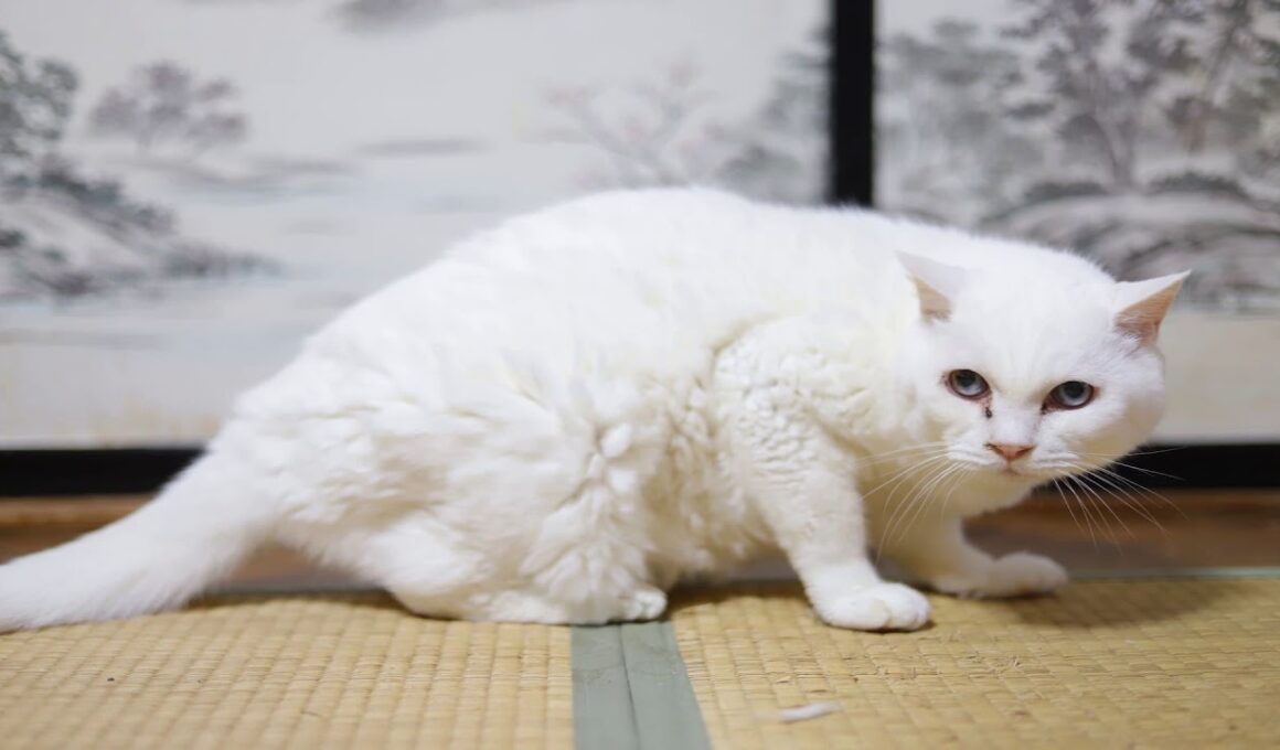 戸を開けるくろ 200111