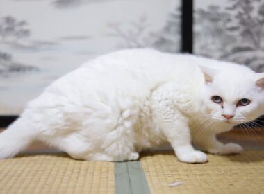 戸を開けるくろ 200111