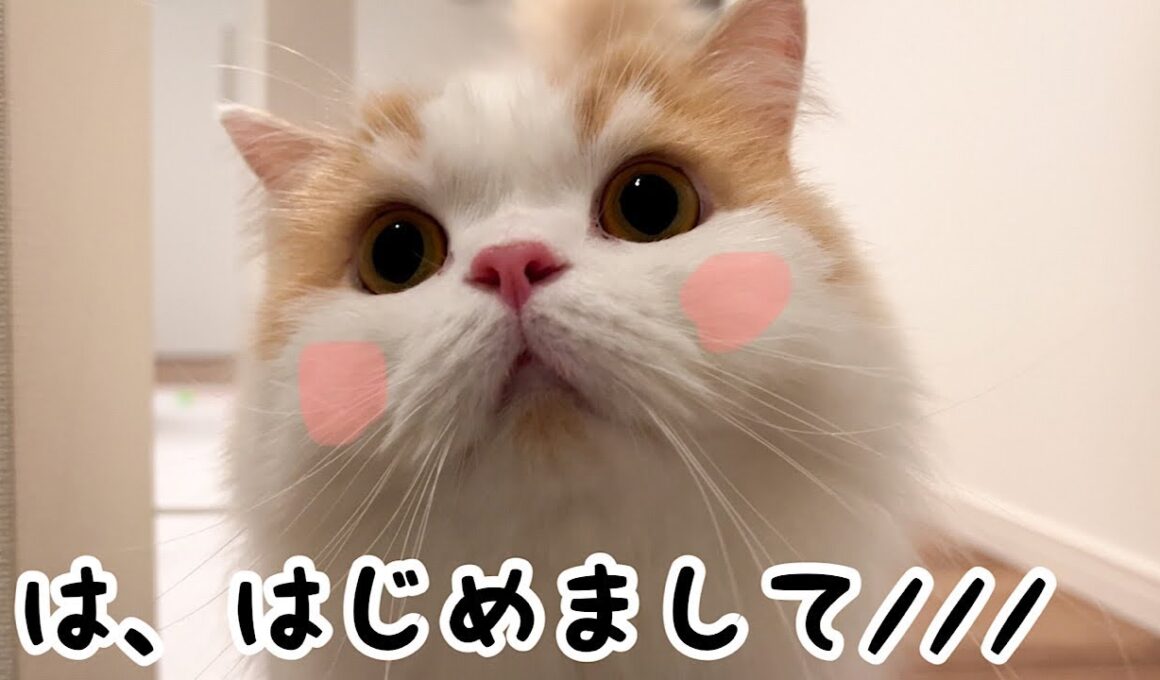 美人がうちに来たら、いつもと180度違う態度で面白すぎた（笑）