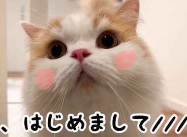 美人がうちに来たら、いつもと180度違う態度で面白すぎた（笑）