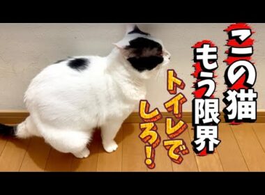 [閲覧注意]もう限界！いつまで経ってもトイレ覚えない元野良猫A former stray cat who never learns to use the toilet