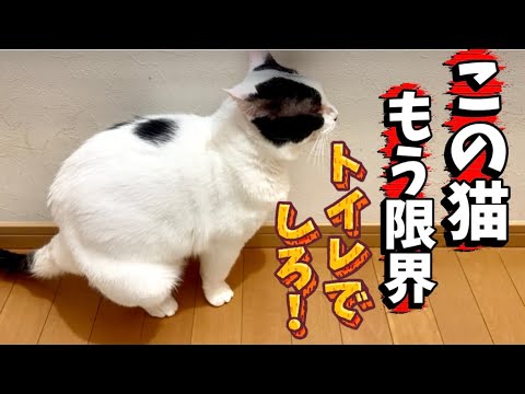 [閲覧注意]もう限界！いつまで経ってもトイレ覚えない元野良猫A former stray cat who never learns to use the toilet
