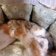 大雨の翌日に保護した子猫と母猫の再会そして悲しいお別れが…