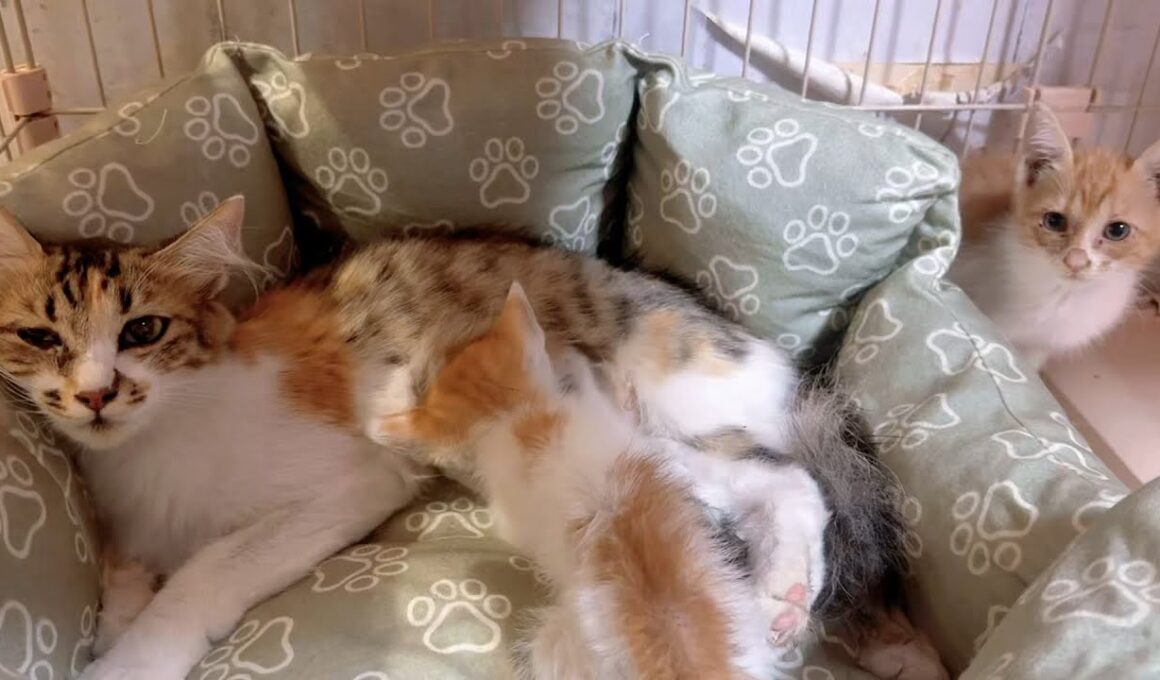 大雨の翌日に保護した子猫と母猫の再会そして悲しいお別れが…
