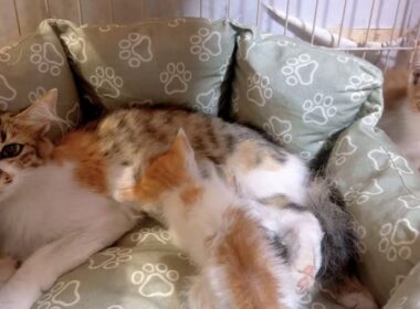 大雨の翌日に保護した子猫と母猫の再会そして悲しいお別れが…