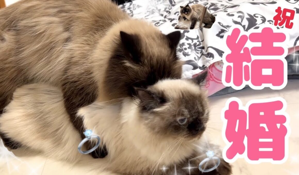 【ご報告】げんたとうずこが結婚そして結ばれました🐱💍夫婦になるまでのドタバタ壮絶な物語【にゃん婚】