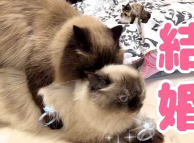 【ご報告】げんたとうずこが結婚そして結ばれました🐱💍夫婦になるまでのドタバタ壮絶な物語【にゃん婚】