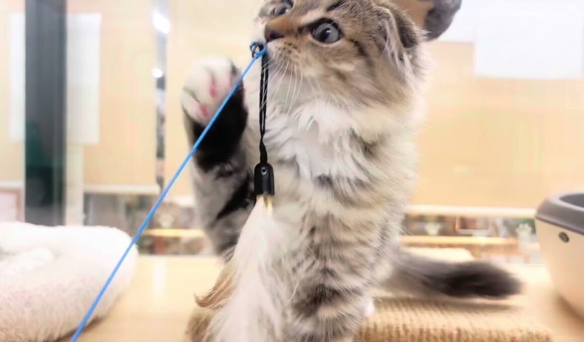 【スコティッシュフォールド】垂れ耳が可愛い女の子