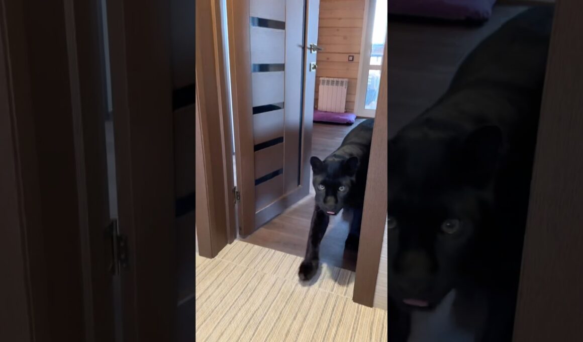 Privacy? No, no, no if you have a cat.