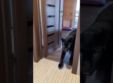 Privacy? No, no, no if you have a cat.