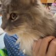 チャレンジに付き合う猫　ラガマフィン　サイベリアンA cat joining in the challenge. Ragamuffin. Siberian