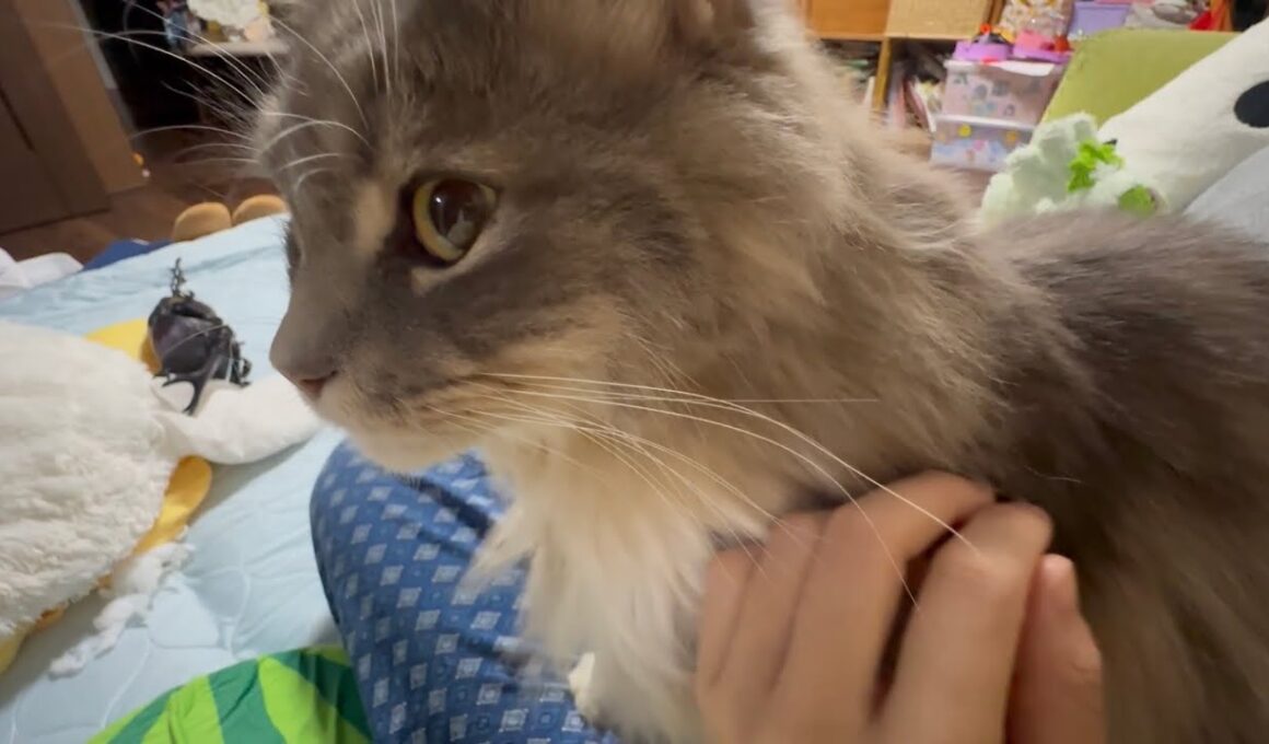 チャレンジに付き合う猫　ラガマフィン　サイベリアンA cat joining in the challenge. Ragamuffin. Siberian