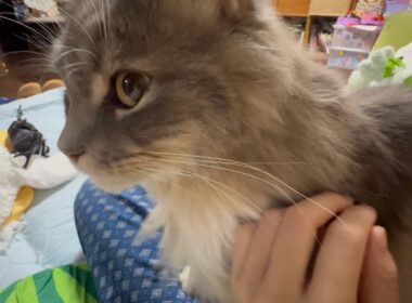 チャレンジに付き合う猫　ラガマフィン　サイベリアンA cat joining in the challenge. Ragamuffin. Siberian