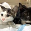 保護現場に新たな子猫…生き別れた母猫との再会となるのか