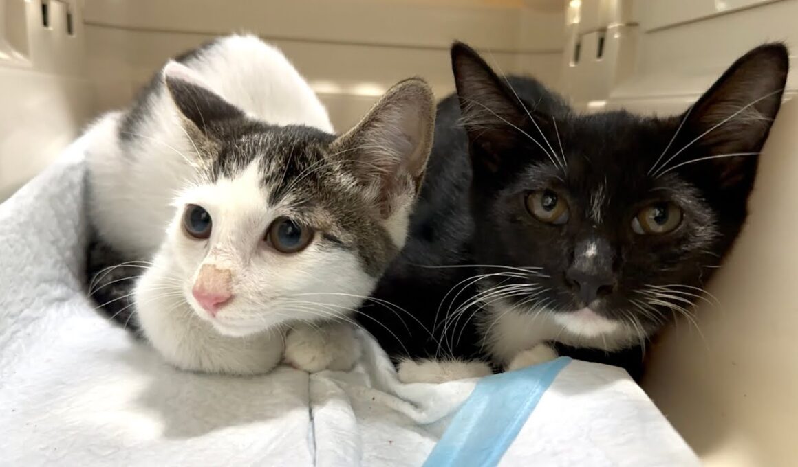 保護現場に新たな子猫…生き別れた母猫との再会となるのか