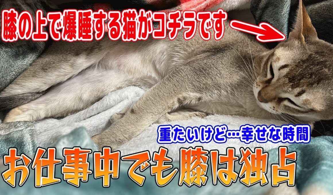 【シンガプーラ】お仕事中でも膝は独占！膝の上で爆睡する猫がコチラです！重たいけど幸せな時間#singapura #cat #animals #ネコ