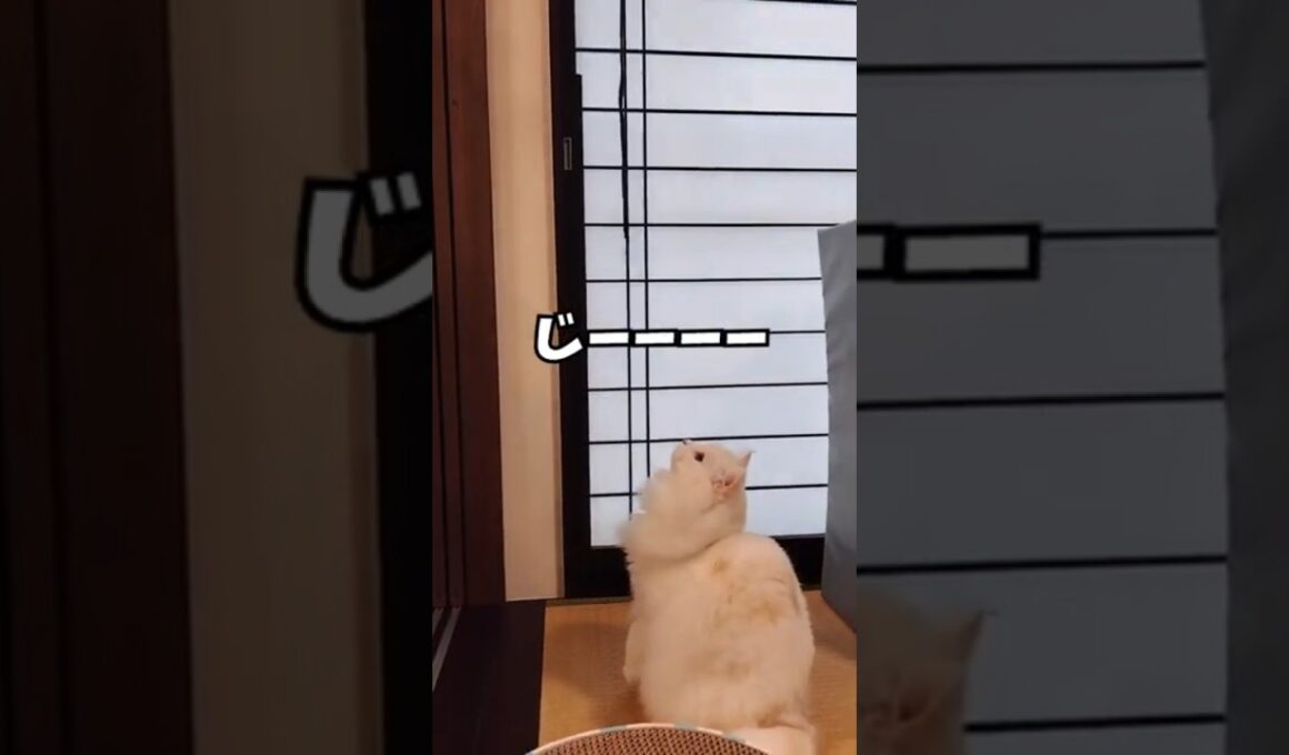 【らいち】衝撃の「らいちジャンプ」をご覧ください！#Shorts#サイベリアン #猫好きさんと繋がりたい #猫のいる暮らし