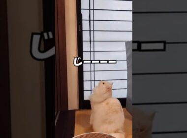 【らいち】衝撃の「らいちジャンプ」をご覧ください！#Shorts#サイベリアン #猫好きさんと繋がりたい #猫のいる暮らし