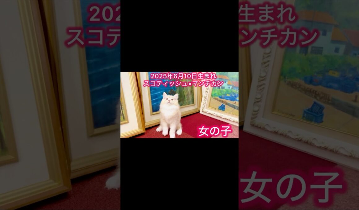 #マンチカン #スコティッシュフォールド #ブリーダー